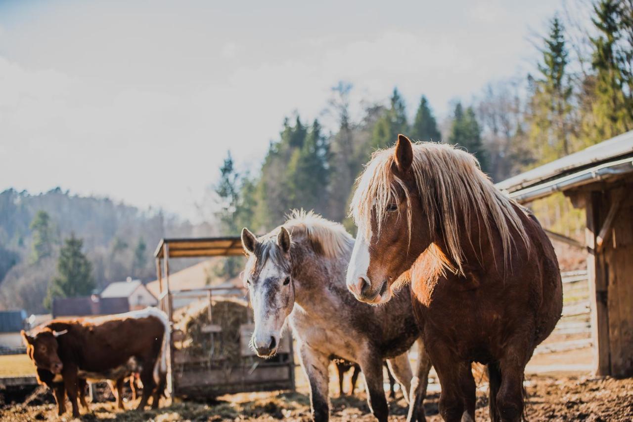 Farm Stay Zurej Шентьюр Экстерьер фото